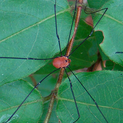 Harvestman