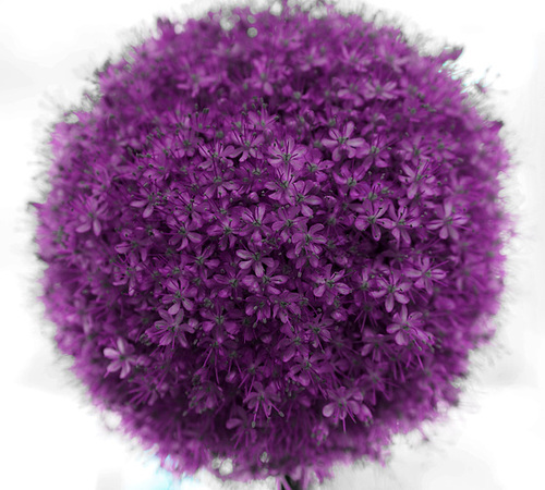 allium 1