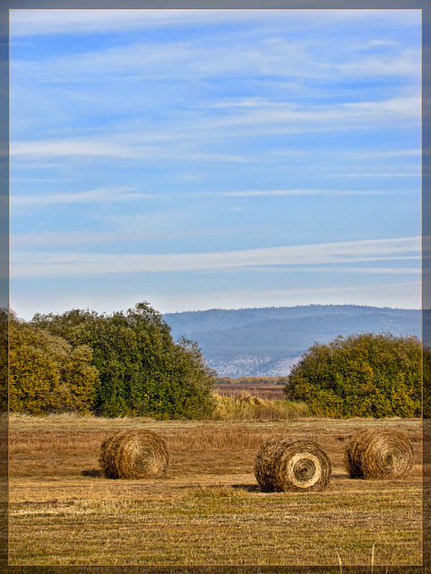 Naked Tractor Eggs