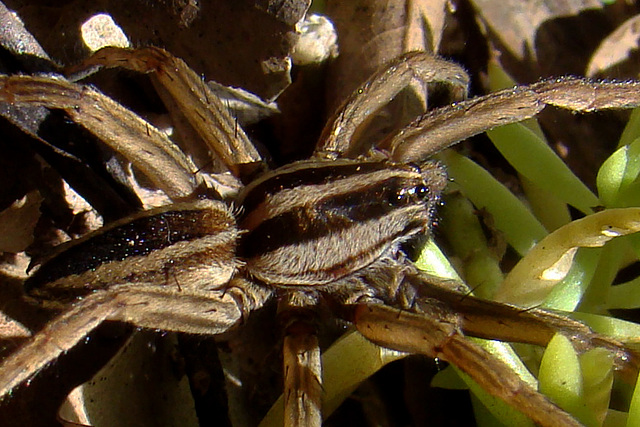 Rabid Wolf Spider #1