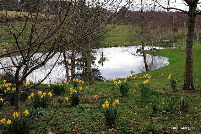 Home to Spring daffodils #2