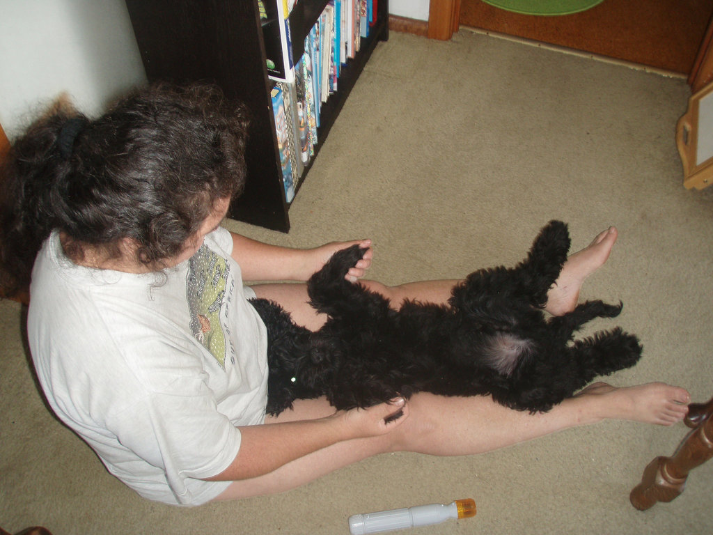 Fonzie's puppy training