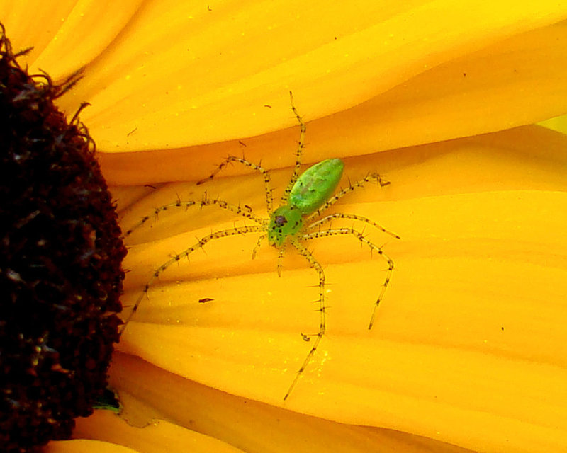 Green Lynx Spider on Gloriosa Daisy