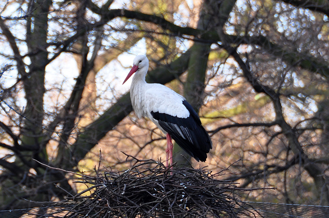 Stork in The Hague