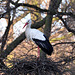Stork in The Hague