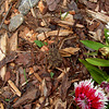 Wolf Spider Mother with Babies