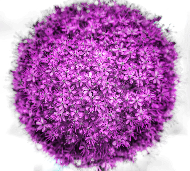 allium 3