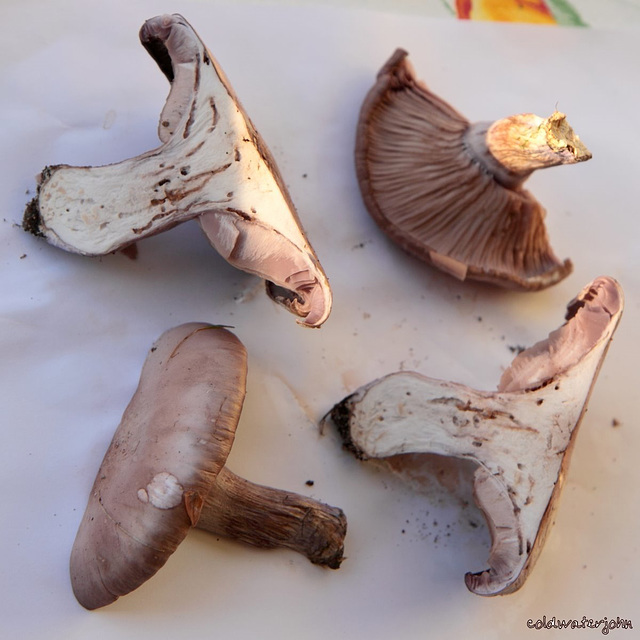 Mushroom ID Dissection