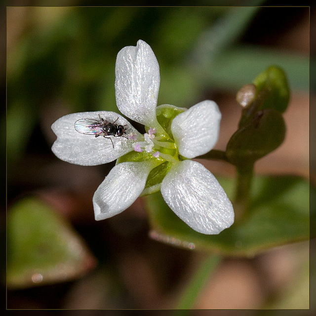 The Tiniest Fly