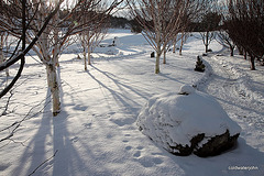 Winter's midday shadows 5270496371 o