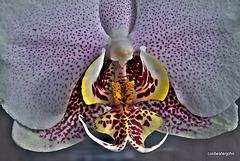 The beauty of orchids...