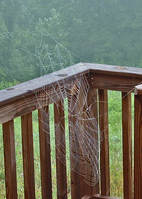 Spider Web