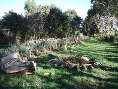 newly fenced sheep / dog paddock