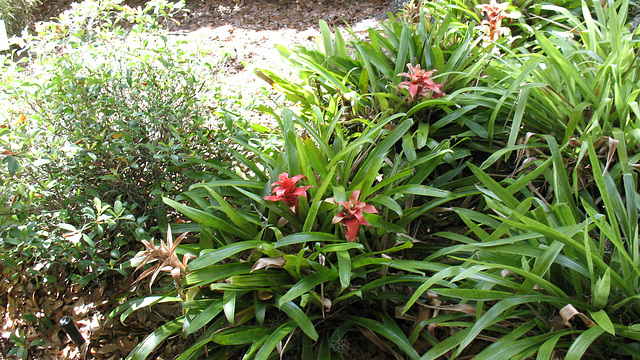 bromeliads on right