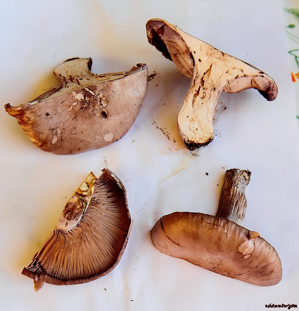 Mushroom ID Dissection