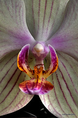 The beauty of Orchids