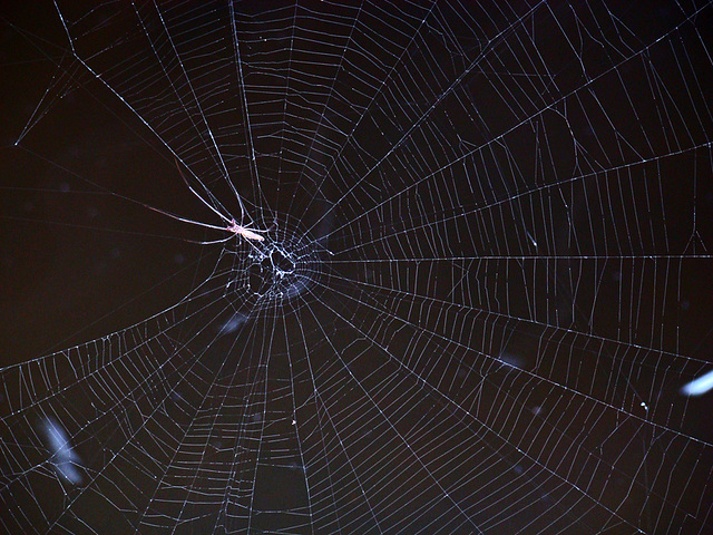 Spider web