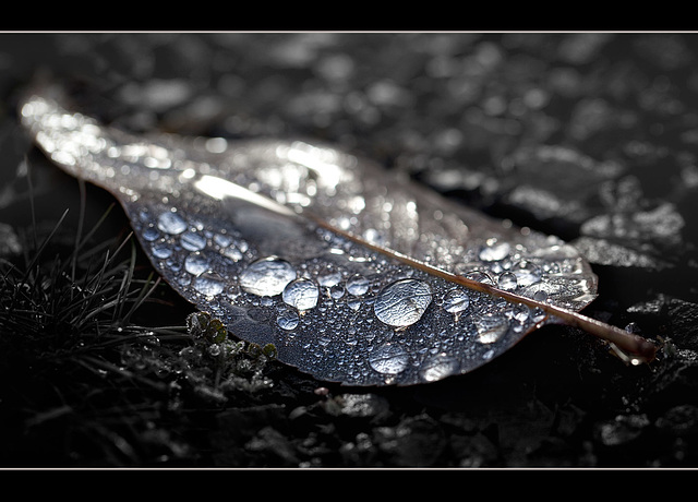 Silver Droplets Silver Droplets