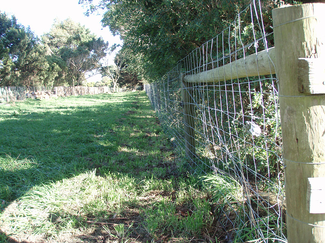 newly fenced sheep / dog paddock