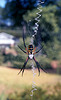 Black and Yellow Garden Spider