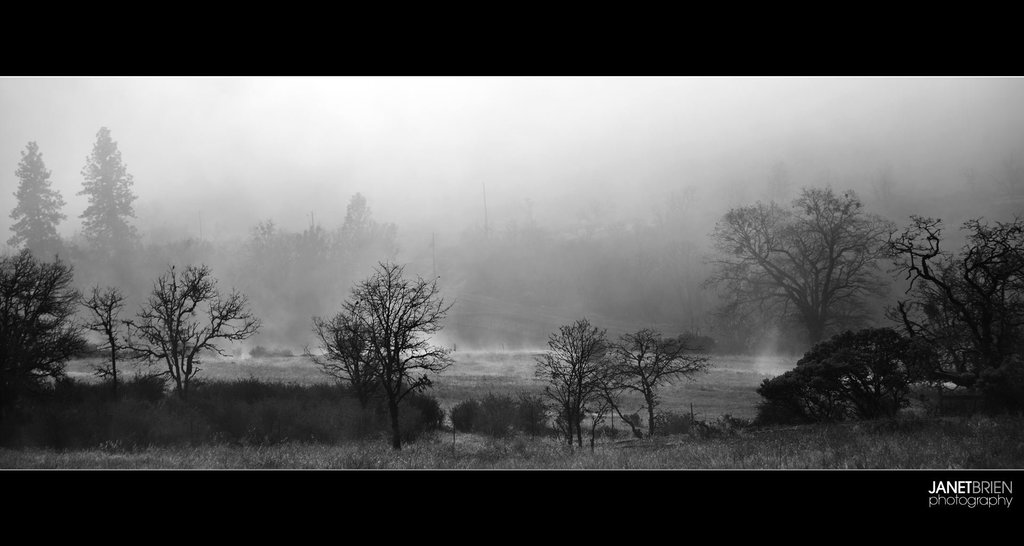 Fog and Mist with Steam on the Meadow