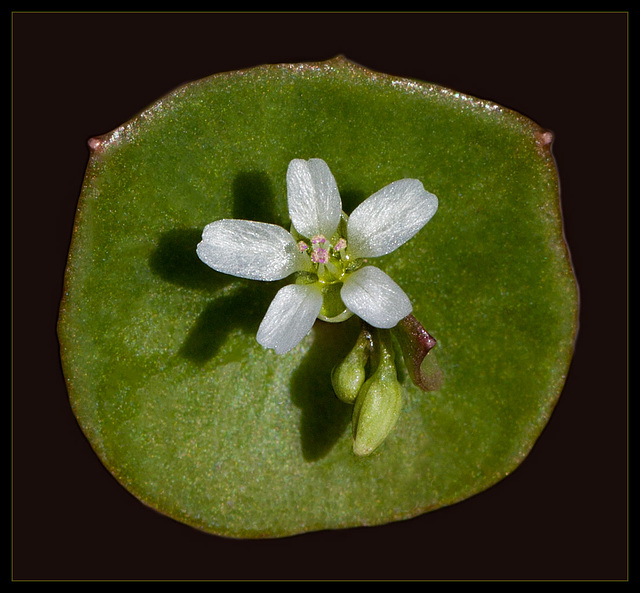 Miner's Lettuce: The 24th Flower of Spring!