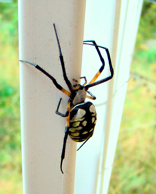 Garden Spider