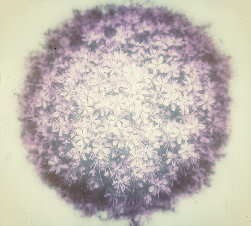 allium 6