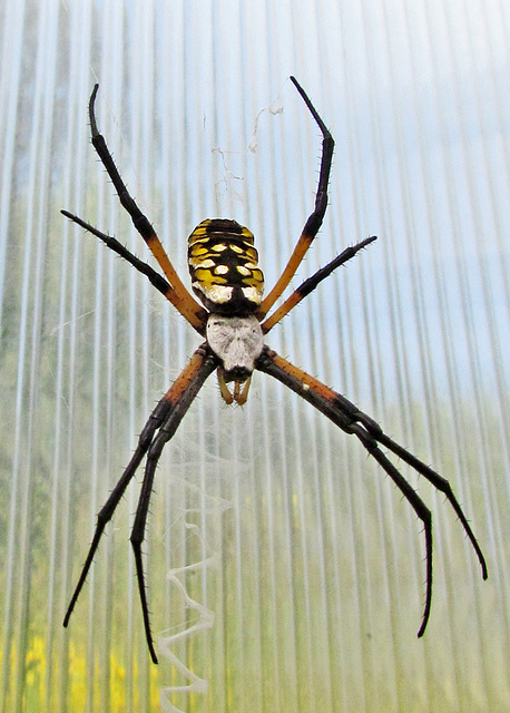 Black and yellow agriope