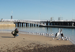 pelicans in San Remo