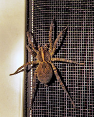 Wolf Spider