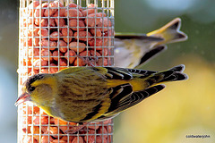 Siskins feeding