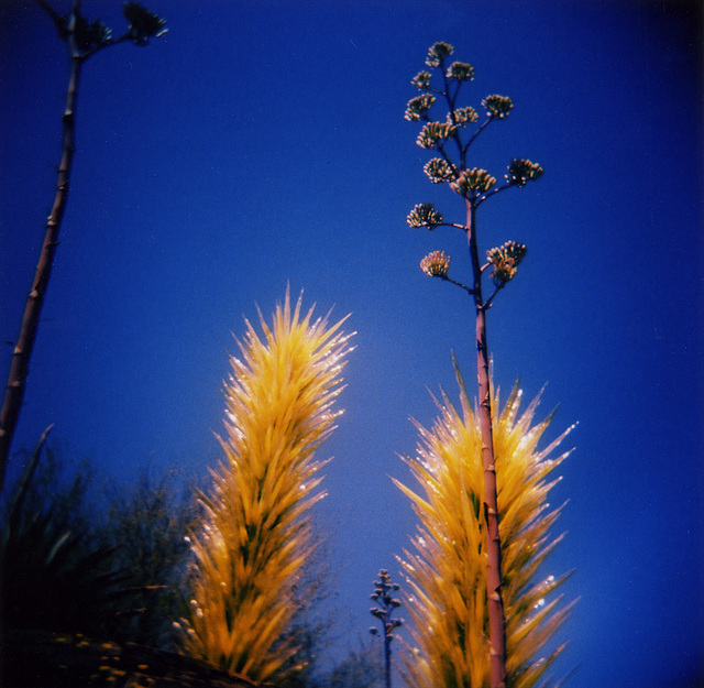 Chihuly glass