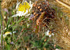 Lynx spider with babies