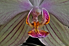 The beauty of Orchids