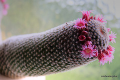 Flowering Cactus - ID?