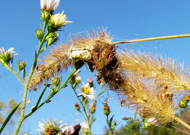 Lynx spider with babies