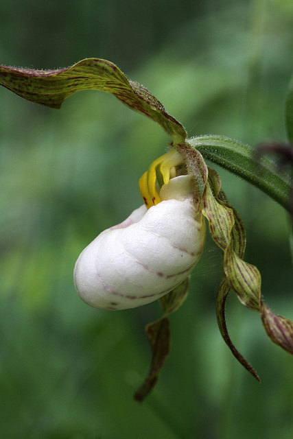 Columbia Hybrid Lady's Slipper