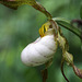 Columbia Hybrid Lady's Slipper