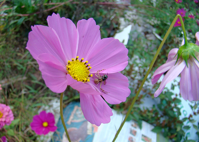 Crab Spider with Dinner