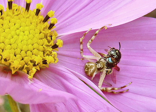 Crab Spider with Dinner