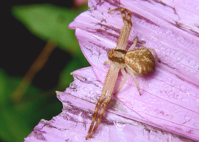 Crab Spider