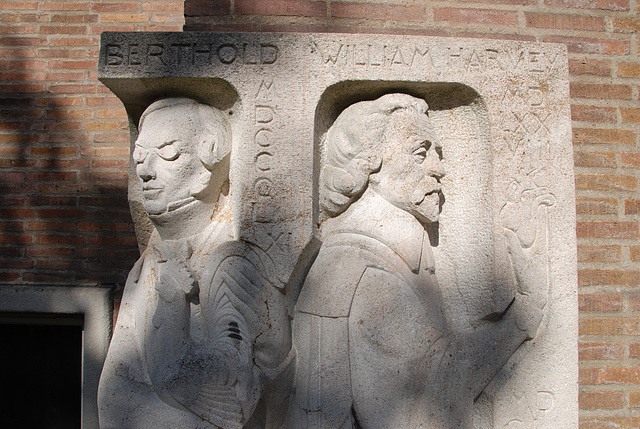 Some shots from around the new office: statue of Arnold Adolph Berthold and William Harvey