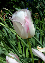 Tulipe poudrée