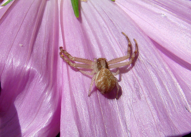 Crab Spider