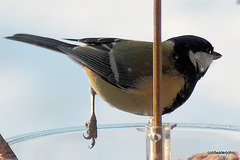 Coaltit 5270888727 o