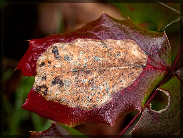 Nature's Artistry: Damaged Oregon-grape Leaf