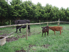 our new heifer calves