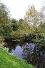 Autumn birch on the island