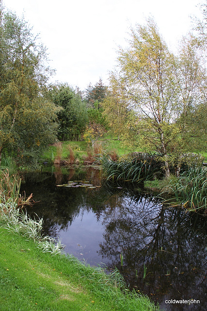 Autumn birch on the island